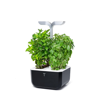 VERITABLE Exky SMART Indoor Garten sw + 2 Packs